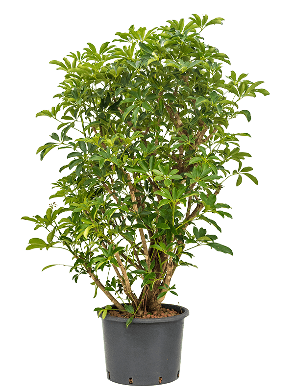 Schefflera arboricola 'Compacta'