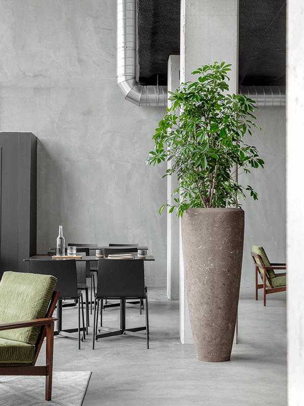 Schefflera arboricola 'Compacta'