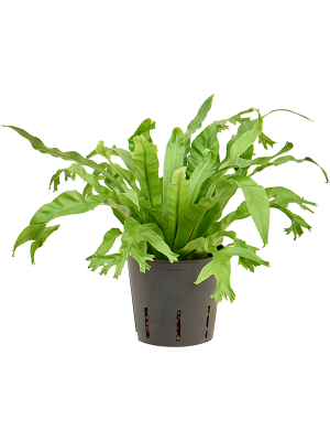 Asplenium antiquum 'Amy'