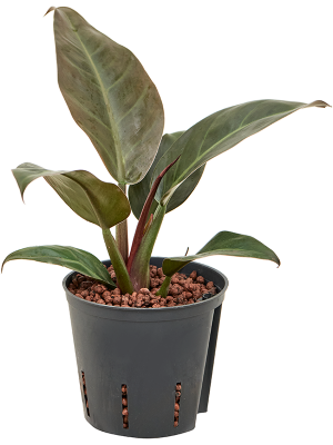 Philodendron 'Imperial Red'