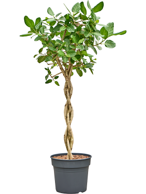 Ficus benghalensis 'Audrey'