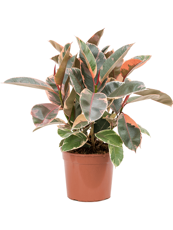 Ficus elastica 'Belize'