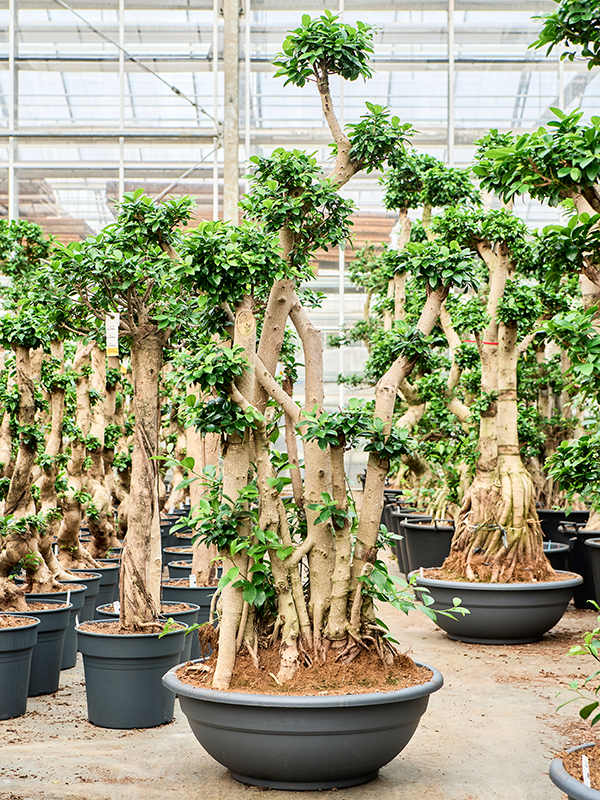 Ficus microcarpa 'Compacta'
