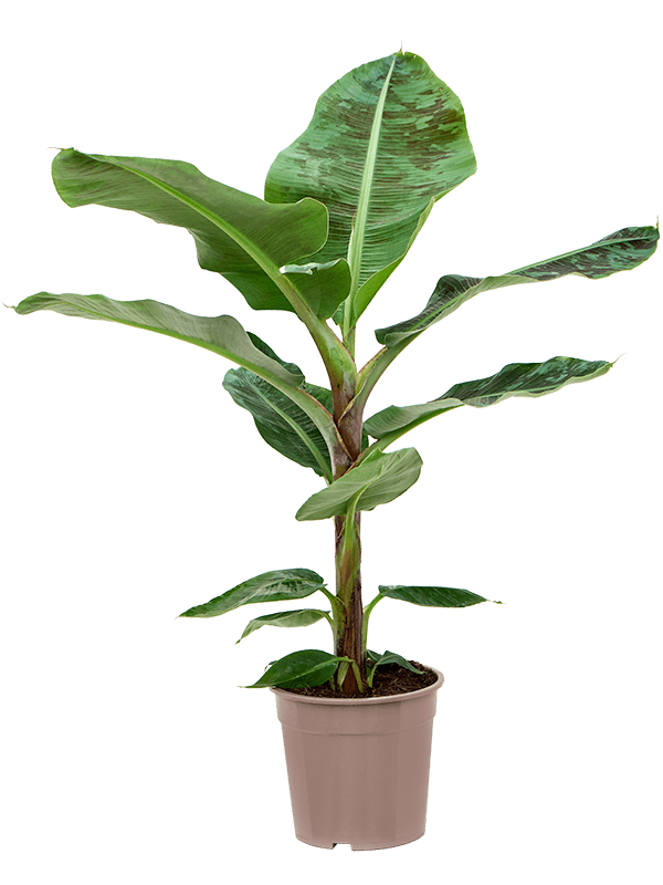 Bananovec Musa 'Dwarf Cavendish'