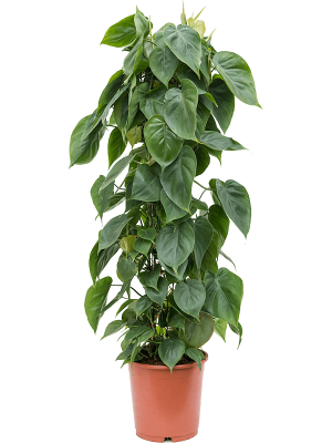 Philodendron scandens