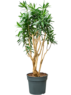 Pleomele (Dracaena) reflexa