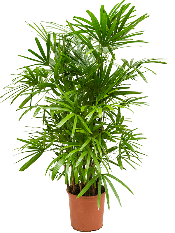 Rhapis excelsa (140-170)