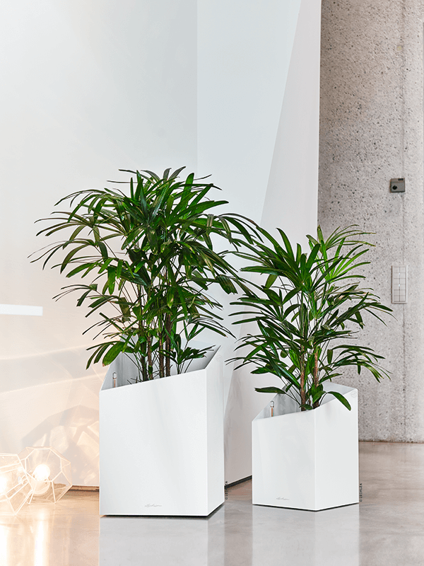 Rhapis excelsa (140-170)