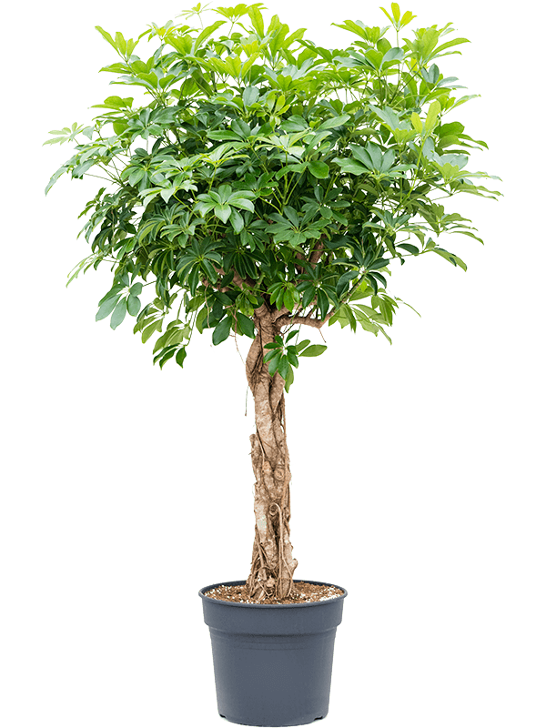 Schefflera arboricola 'Compacta'