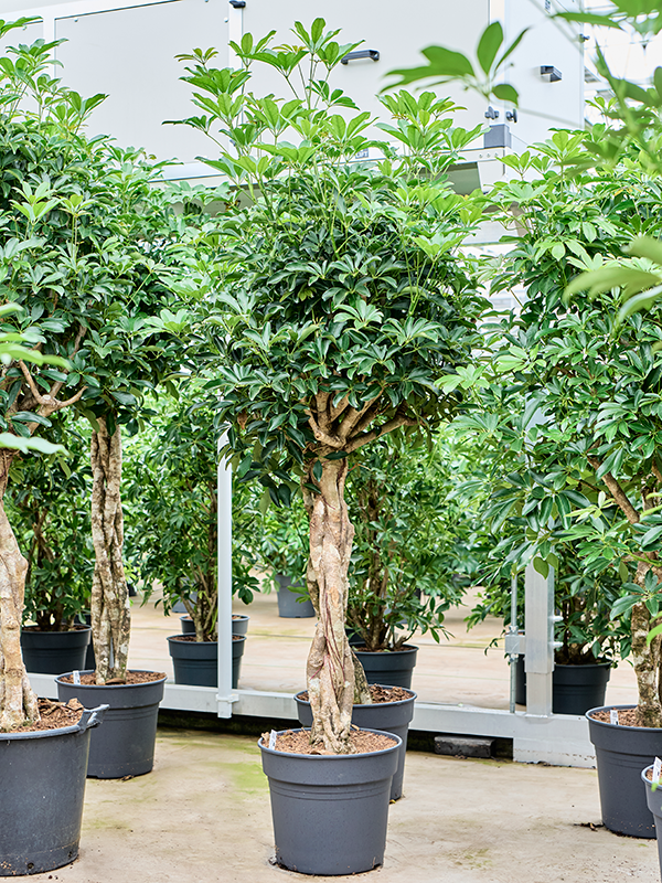 Schefflera arboricola 'Compacta'