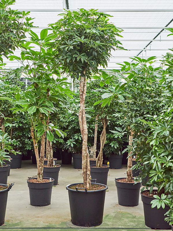 Schefflera arboricola 'Compacta'