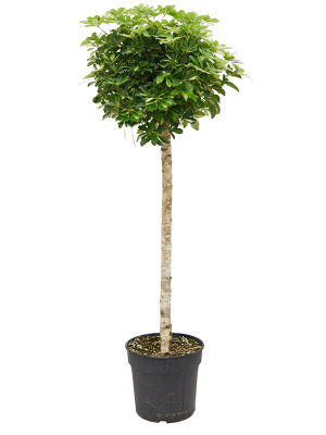 Schefflera arboricola 'Gold Capella'