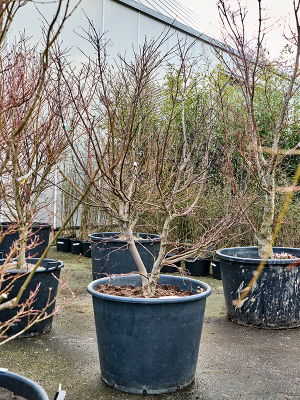 Acer pal. 'Osakazuki'