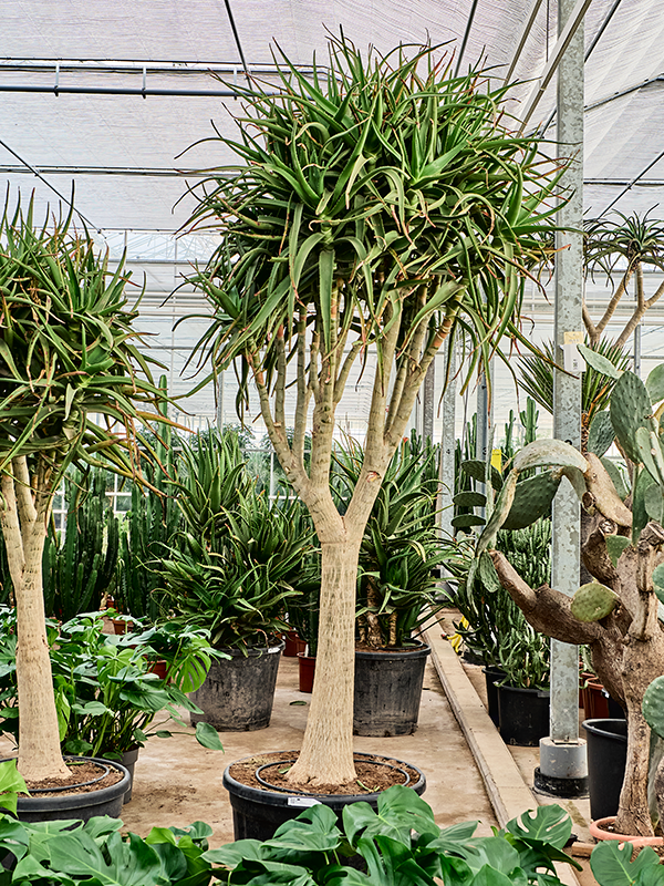 Aloe tongaensis 'Medusa' (280-320)