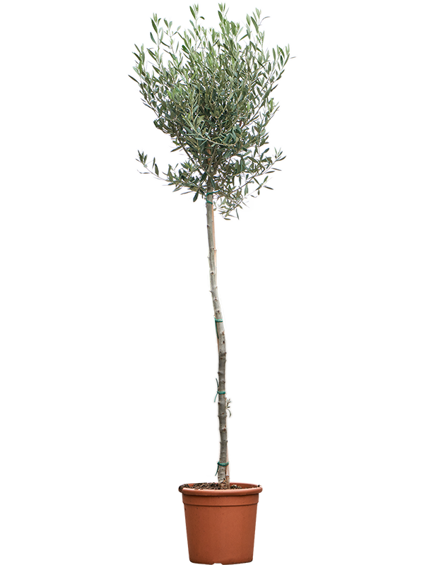 Olea europaea