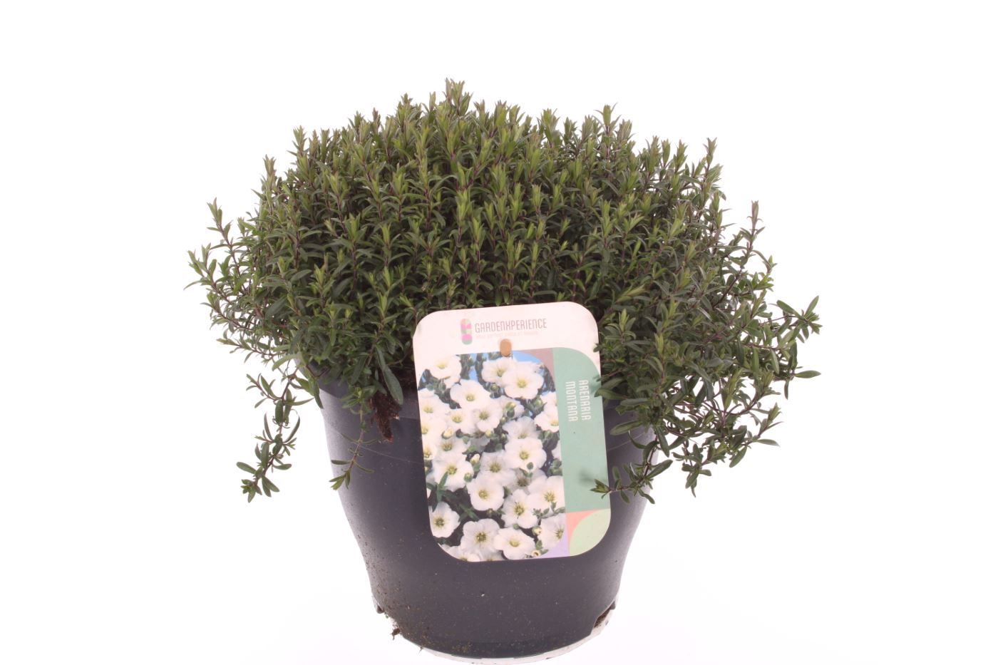 Arenaria montana