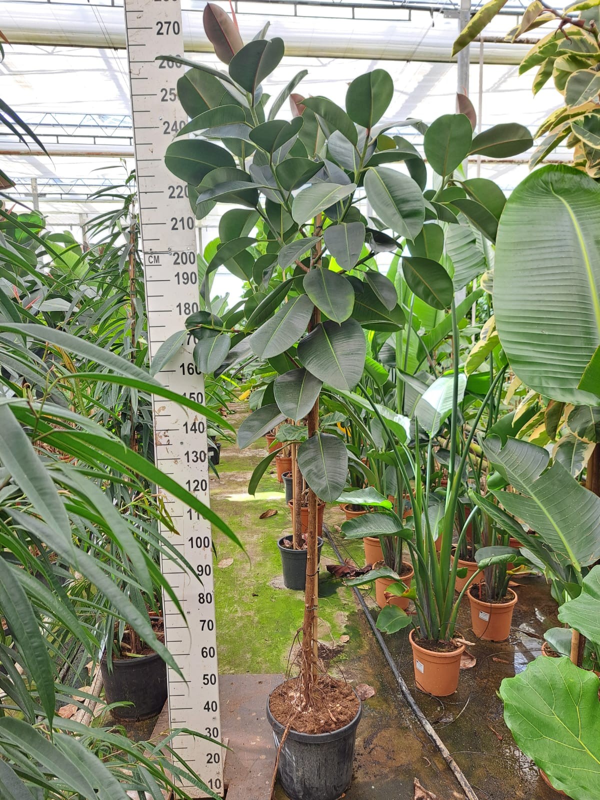 Ficus elastica 'Robusta'
