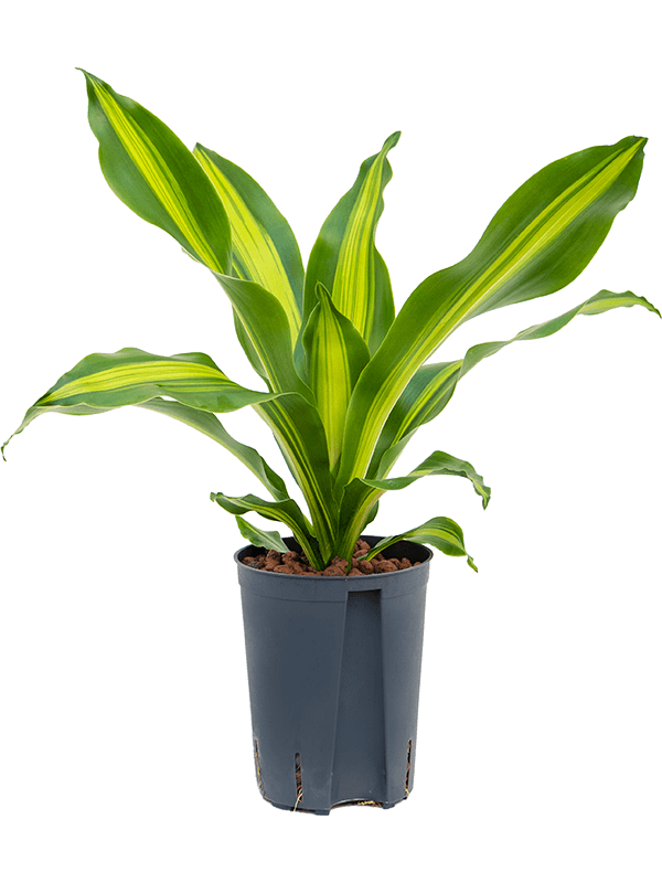Dracaena fragrans 'Burley'