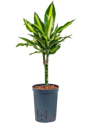 Dracaena fragrans 'Cintho'