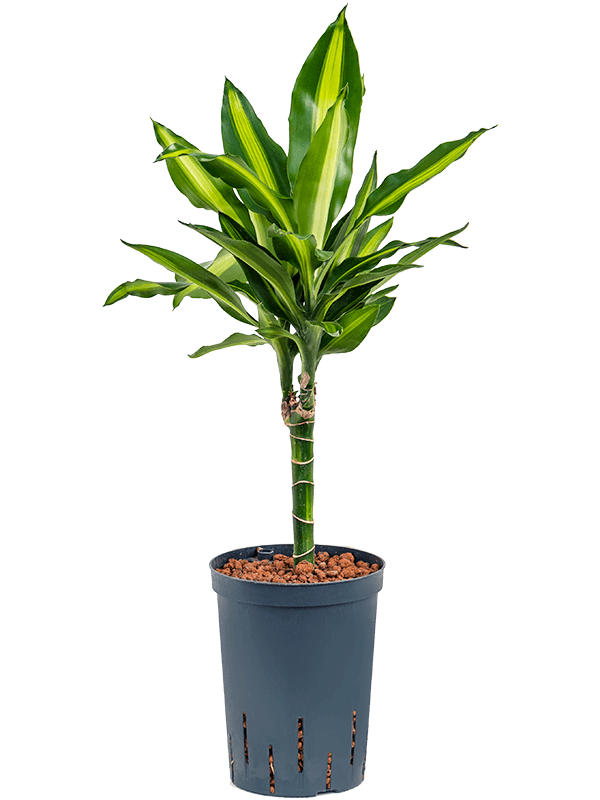 Dracaena fragrans 'Cintho'