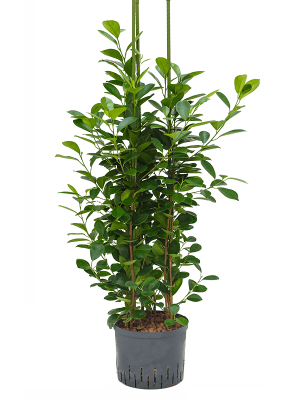 Ficus microcarpa 'Moclame'