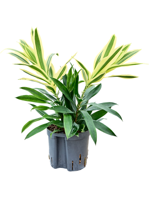 Pleomele (Dracaena) reflexa 'Song of Sri Lanka'