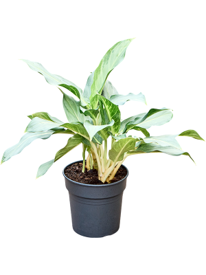 Aglaonema 'Ghost'
