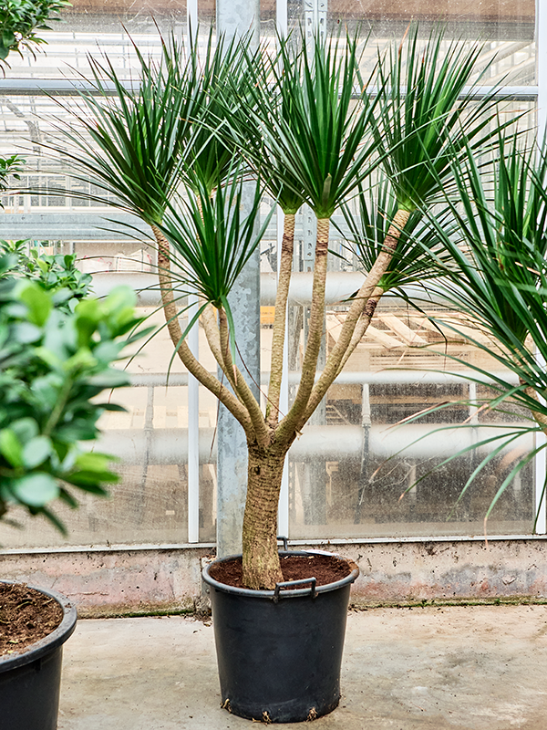 Dracaena draco (170/220)