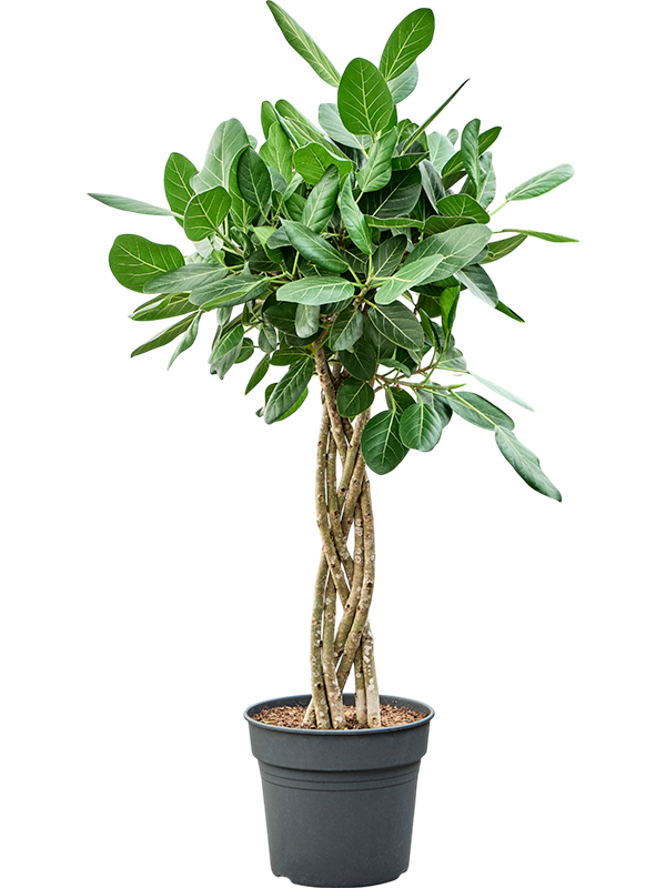 Ficus benghalensis 'Audrey'