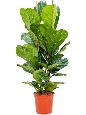 Ficus lyrata