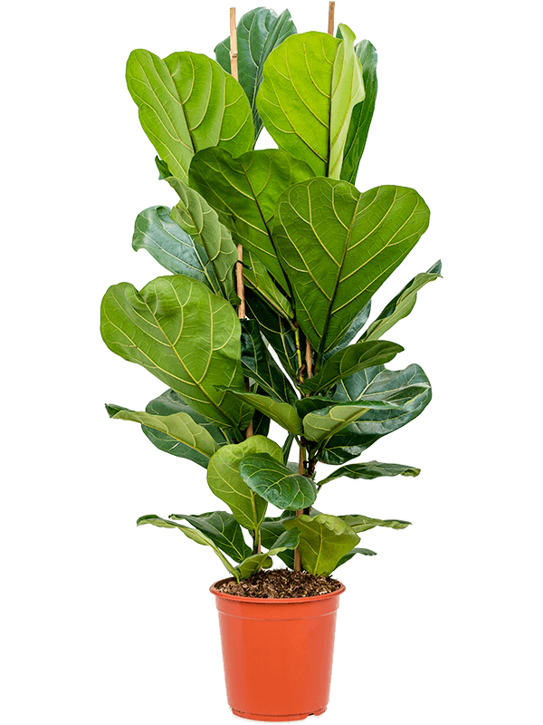 Ficus lyrata