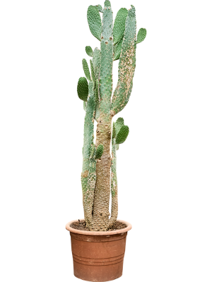 Opuntia consolea