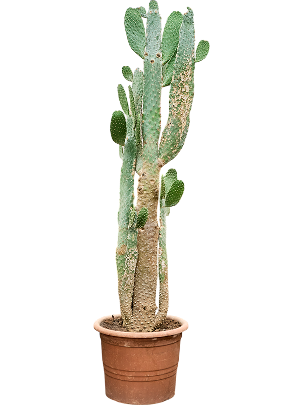 Opuntia consolea