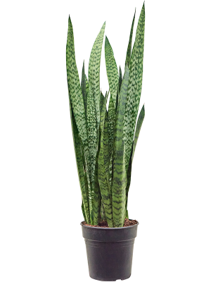 Sansevieria zeylanica
