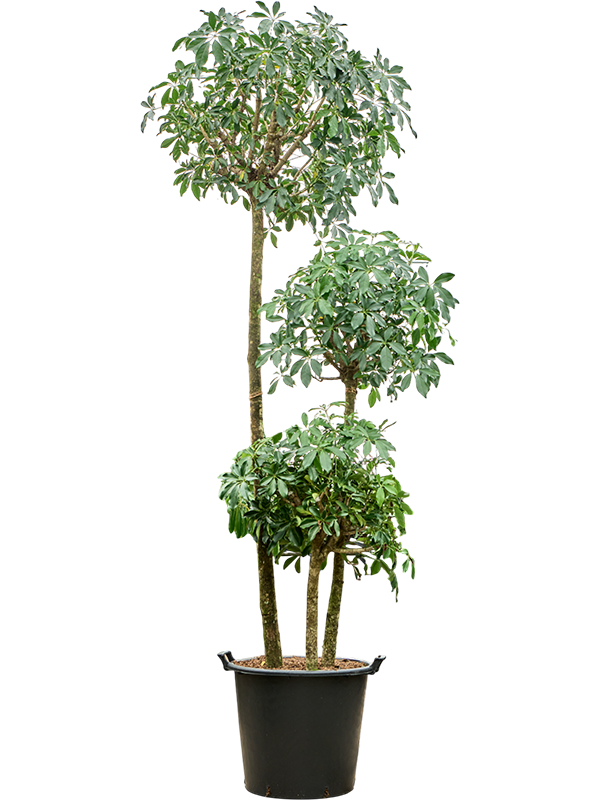 Schefflera arboricola 'Compacta'