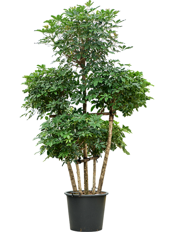 Schefflera arboricola 'Compacta'