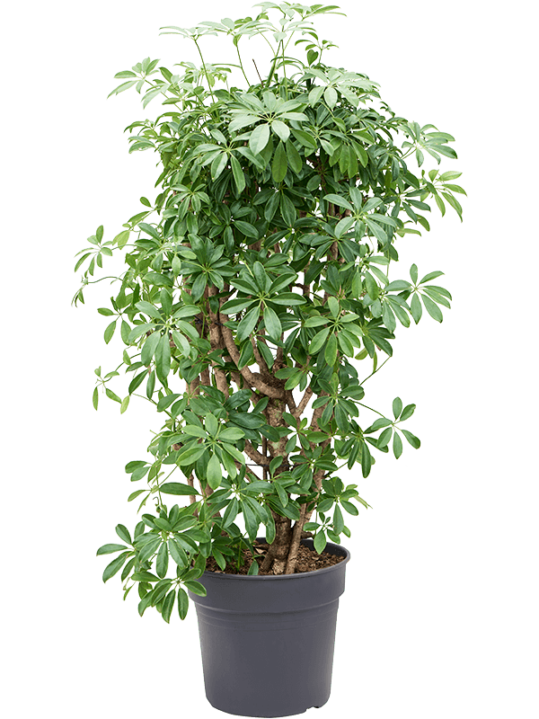 Schefflera arboricola 'Compacta'