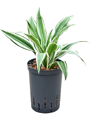 Dracaena deremensis 'White Jewel'