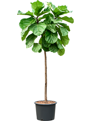 Ficus lyrata