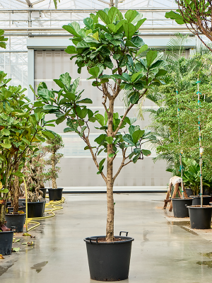 Ficus lyrata
