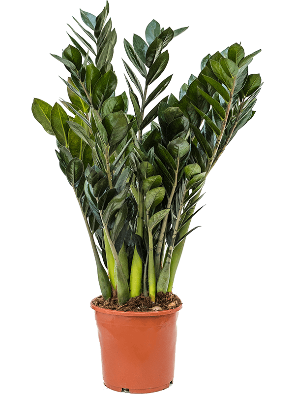 Zamioculcas zamiifolia 'Super Nova'