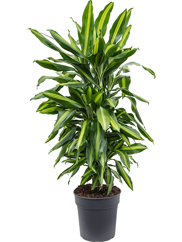 Dracaena fragrans 'Cintho'