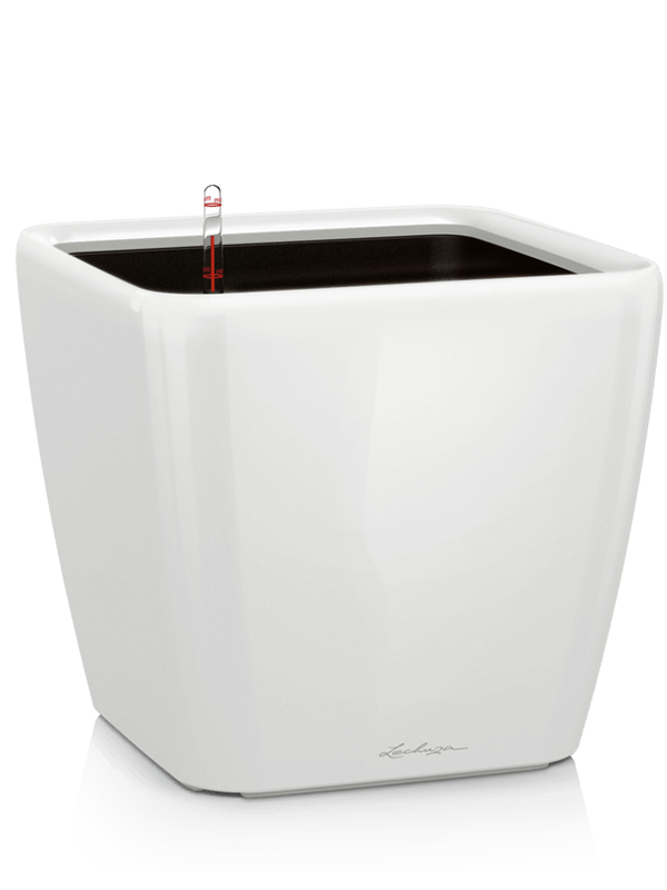 Lechuza Quadro LS