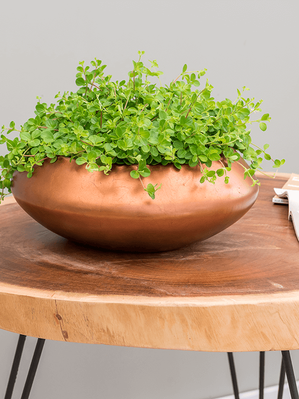 Baq Metallic Silver leaf