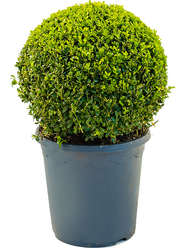 Pušpan Buxus sempervirens