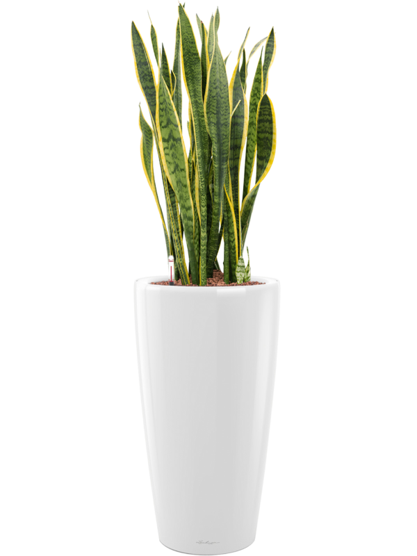 Sansevieria trifasciata 'Laurentii'