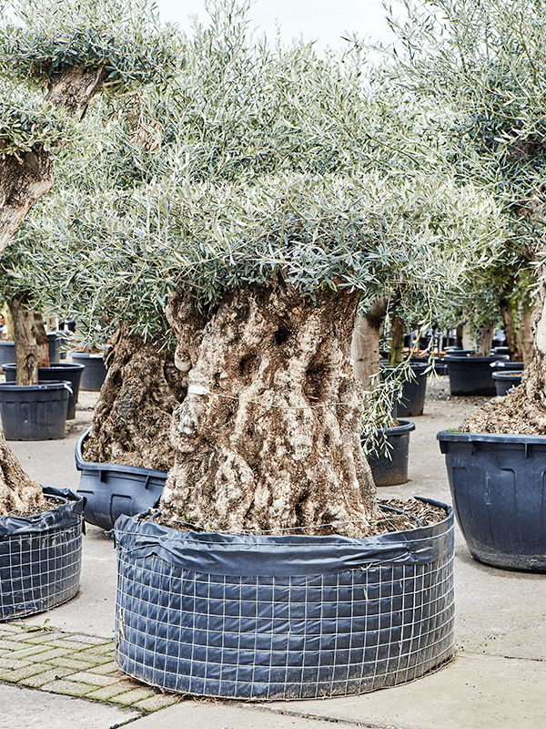 Olea europaea