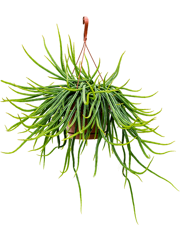Rhipsalis wercklei