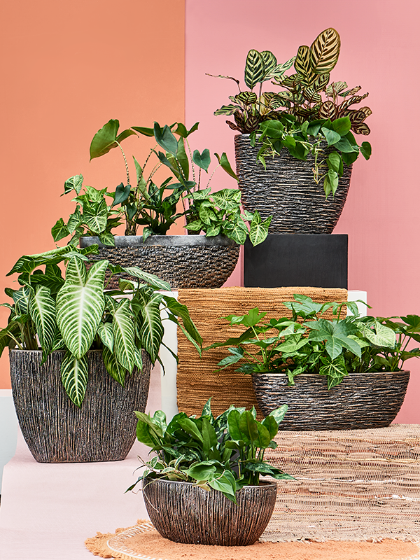 Philodendron scandens Baq Luxe Lite Universe50