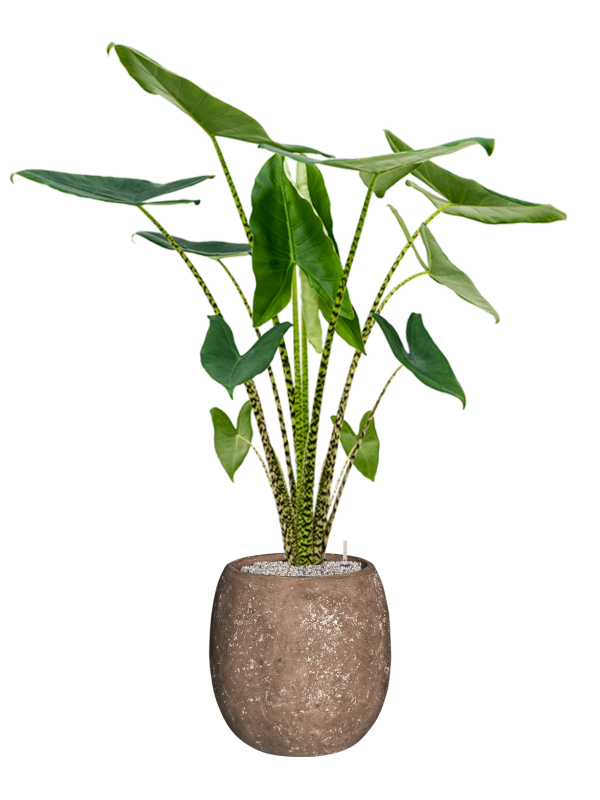 Alocasia zebrina